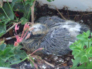 Baby Pigeon with New Feathers